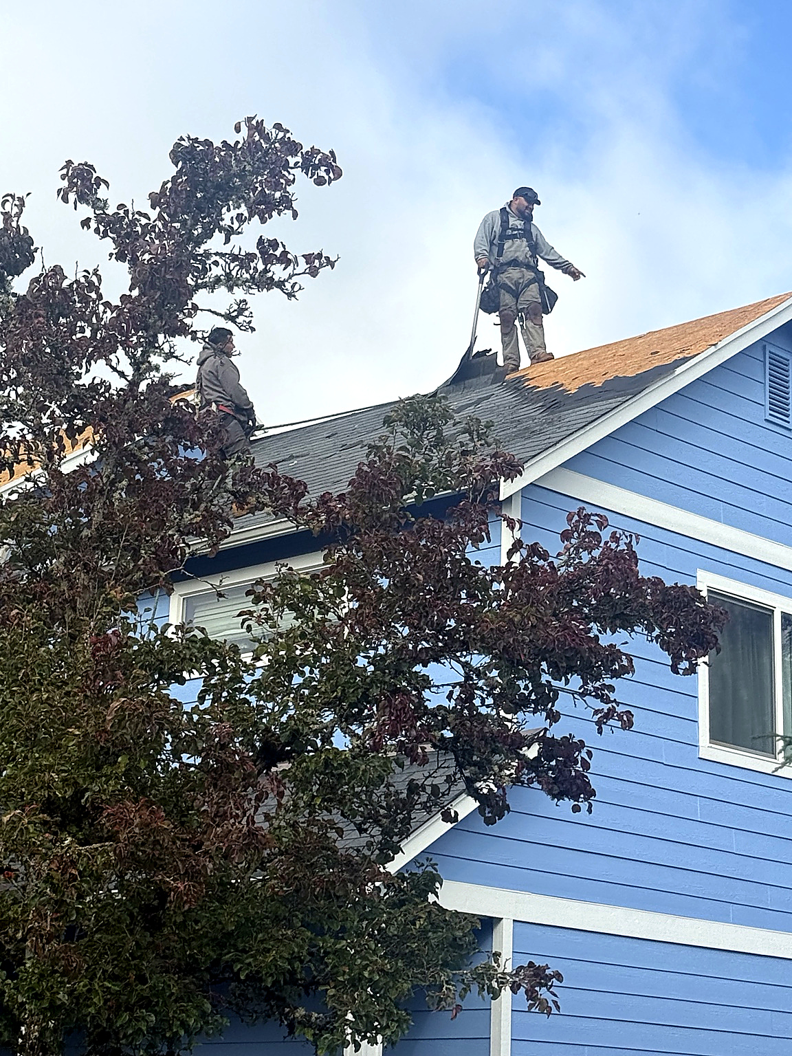 Two Everguard roofers in safety harnesses tearing off old shingles on the roof of a blue house